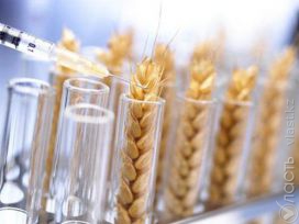 В этом году в Казахстане получат ГМО-пшеницу