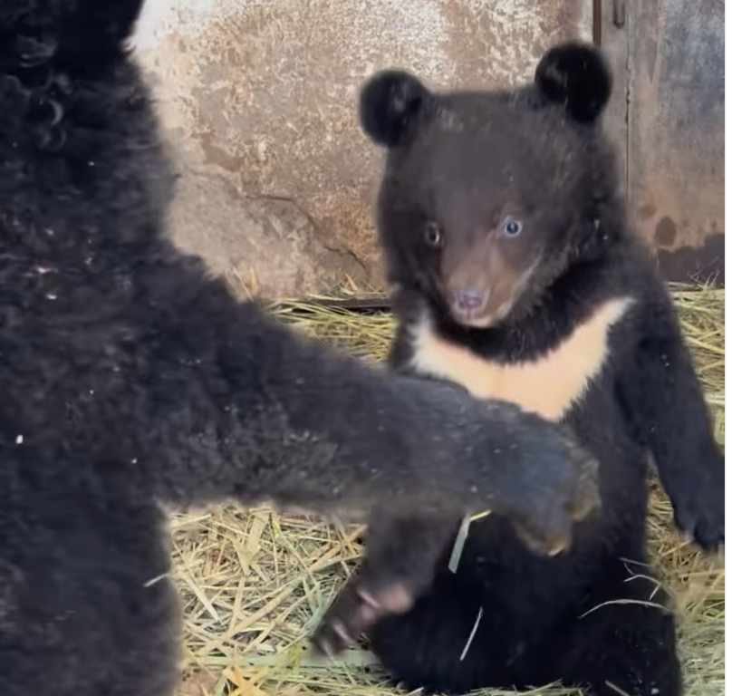 Детеныши гималайских медведей родились в зоопарке Алматы