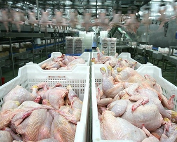 Производство в Казахстане мяса птицы вырастет в 2015 году почти на 50 тысяч тонн