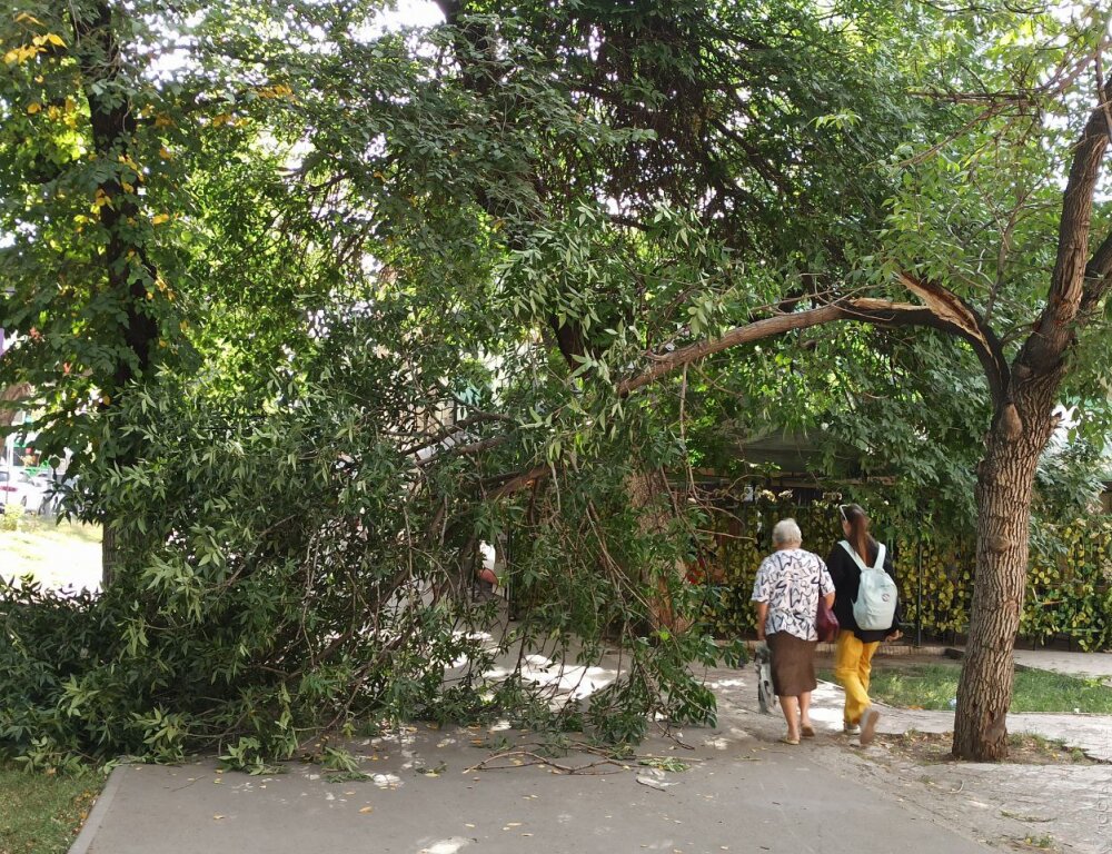 В Алматы накануне зафиксировано 16 случаев падения деревьев на машины и газопроводы