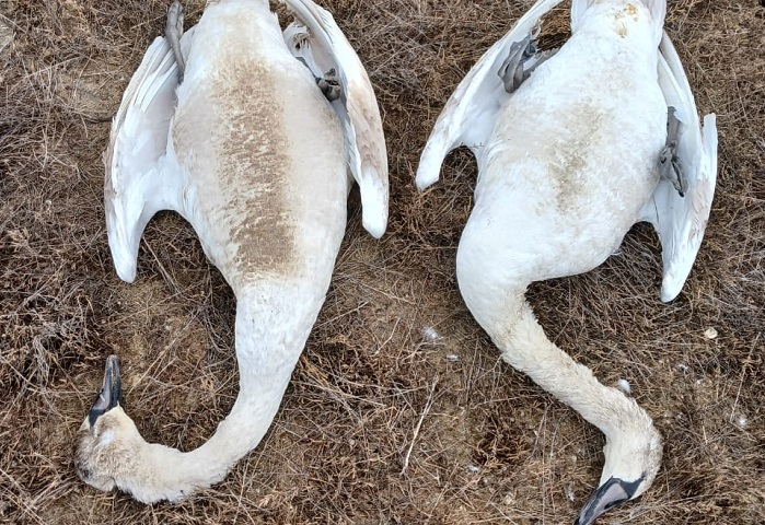 Число погибших лебедей в Мангистауской области превысило 820 