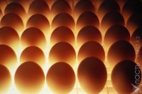 Союз птицеводов Казахстана  просит ограничить ввоз яиц из стран ЕАЭС, предупреждая о «яичном апокалипсисе» 