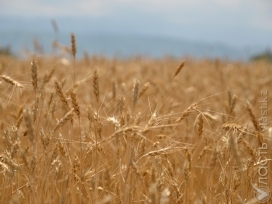 Китай снял барьеры на поставки зерна из Казахстана