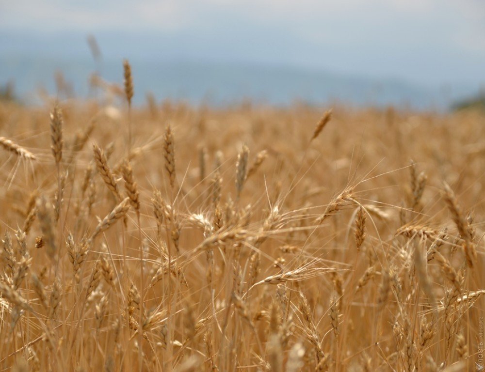 19,5 млн тонн зерна планирует собрать Казахстан