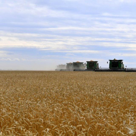 13,5 млн тонн зерна намолочено в Казахстане