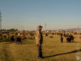 В 15 регионах Казахстана не хватает пастбищ для выпаса скота – МСХ