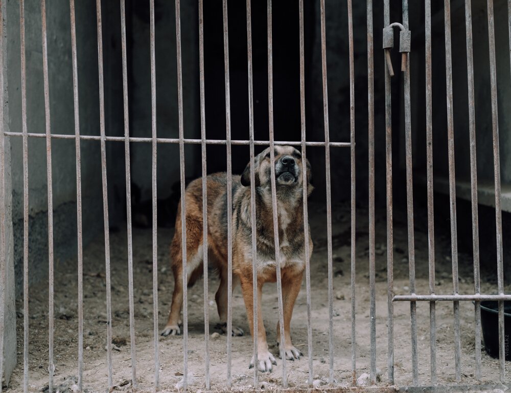 Приюты для собак Алматинской области заявили о давлении со стороны властей и жителей