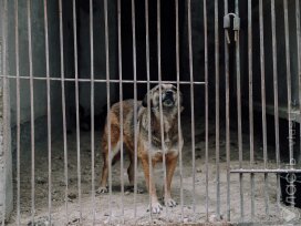 Приюты для собак Алматинской области заявили о давлении со стороны властей и жителей