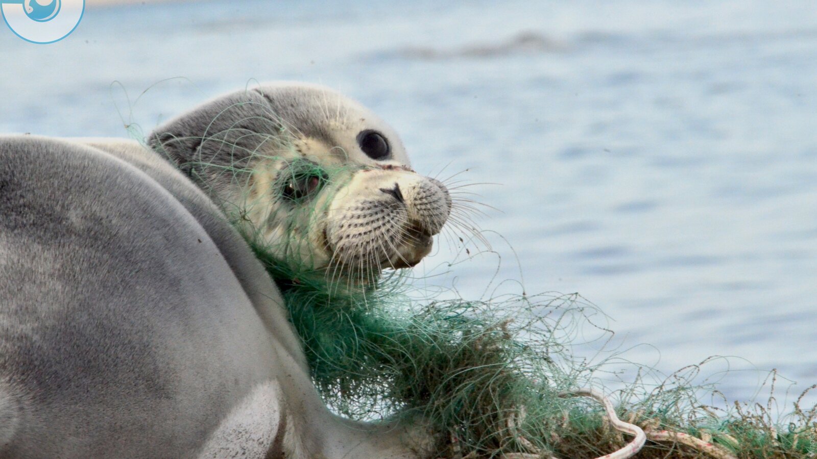 «Включение тюленя в Красную книгу Казахстана усложнило жизнь исследователям, но не улучшило жизнь самих тюленей»