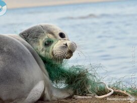 «Включение тюленя в Красную книгу Казахстана усложнило жизнь исследователям, но не улучшило жизнь самих тюленей»