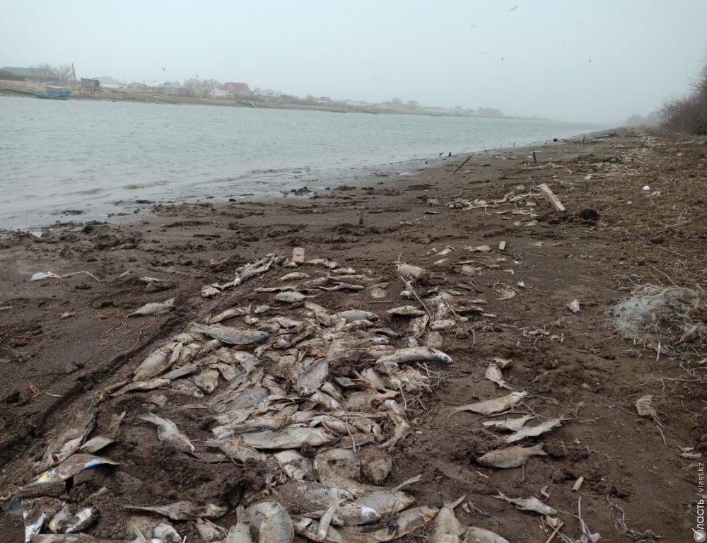 В Атырау начался суд по делу о массовой гибели рыбы в Урале