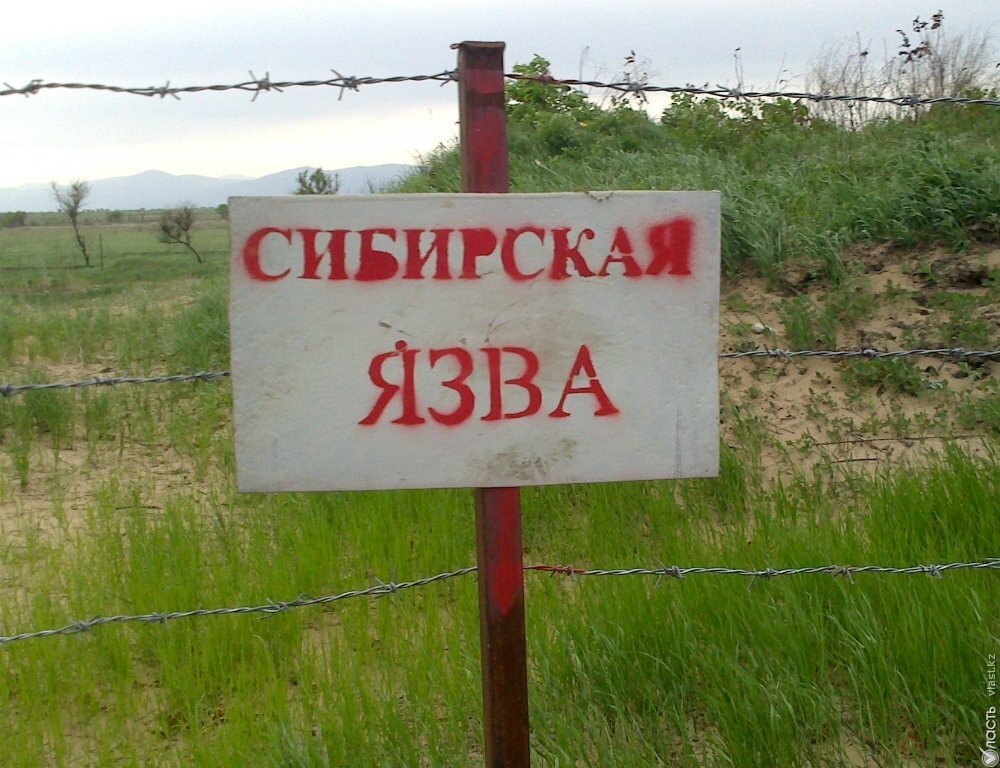 Число заразившихся сибирской язвой в Акмолинской области увеличилось до 15 человек