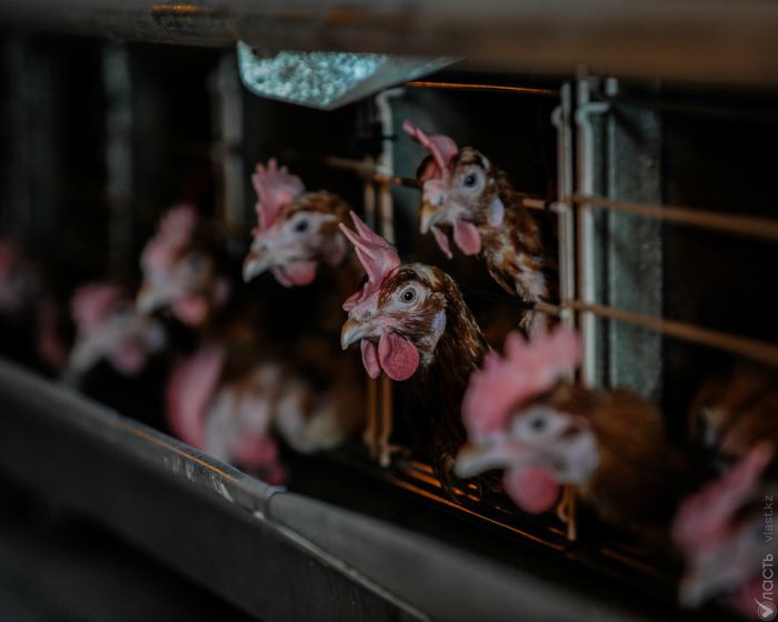 Казахстан ввел временный запрет на реализацию мяса птицы зарубежного производства