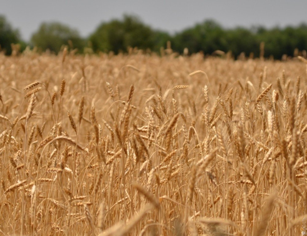 Более 4 млн тонн зерновых и муки экспортировал Казахстан 