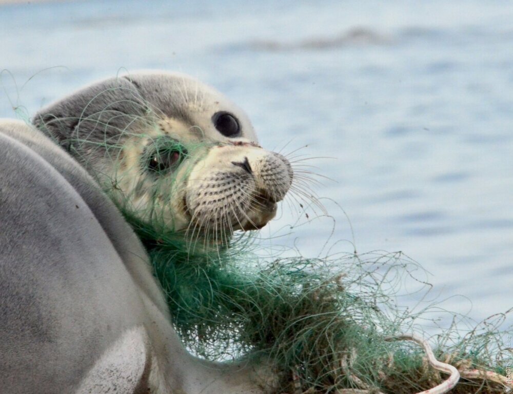 
В Казахстане создадут природный резерват для сохранения каспийского тюленя
