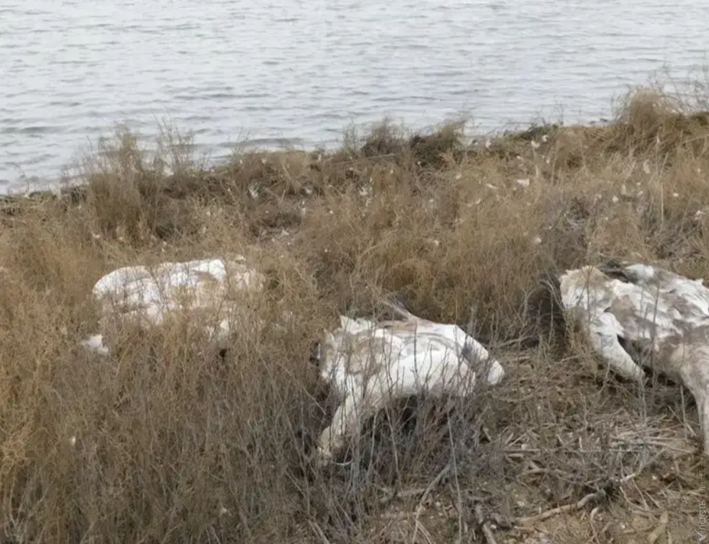 20 мертвых лебедей обнаружены на берегу Каспия