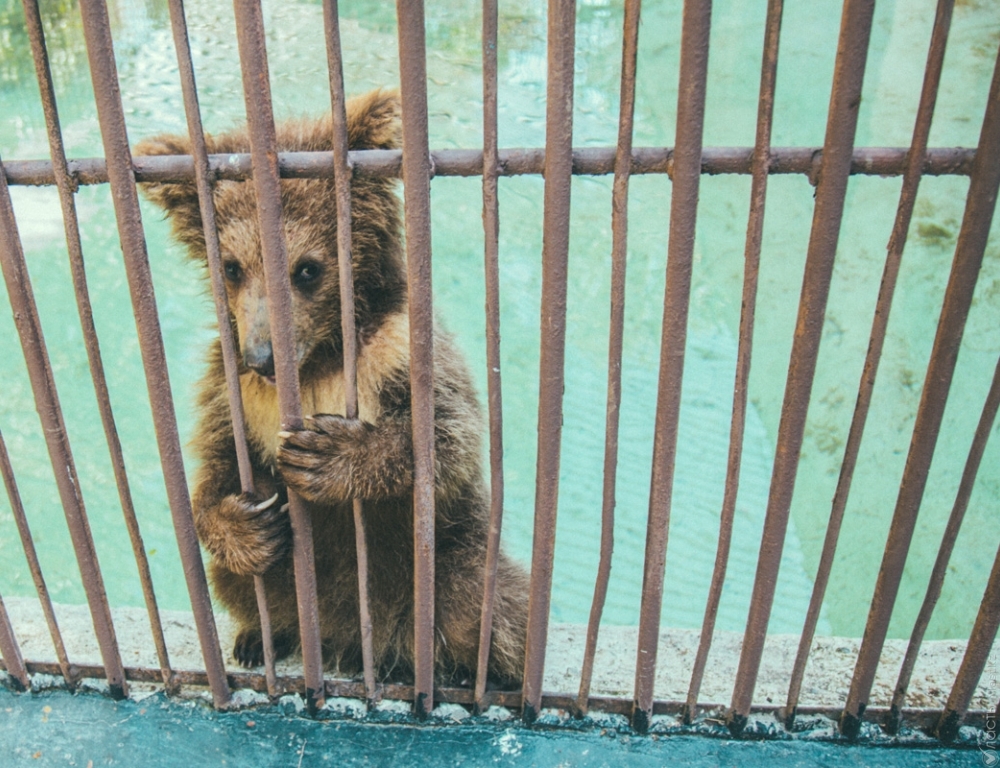 Шумиха вокруг Алматинского зоопарка раздута, там нет массового падежа животных – замакима Алматы 