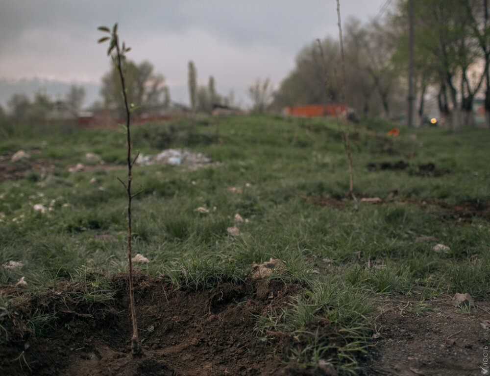 Больше 2 млрд деревьев высадят в Казахстане в течение пяти лет – Токаев 