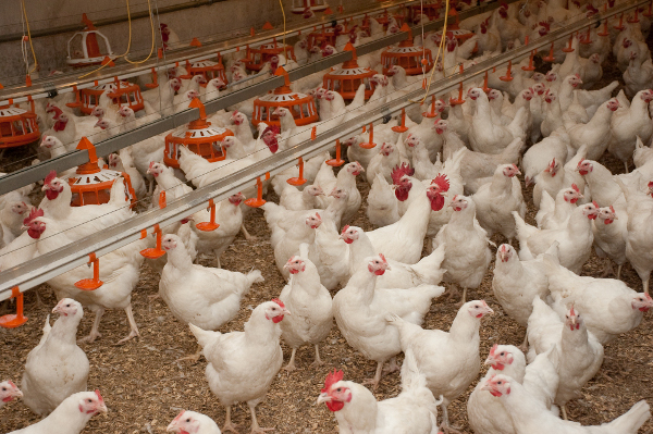 Кыргызстан ввел временный запрет на ввоз мяса птицы из Казахстана