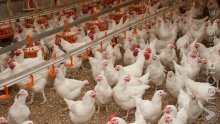 Кыргызстан ввел временный запрет на ввоз мяса птицы из Казахстана