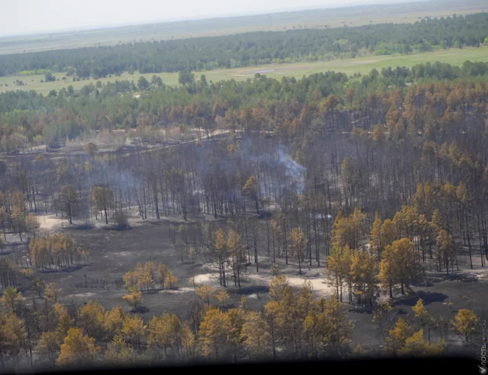 Вырубка и вывоз сгоревших деревьев из резервата «Семей орманы» будут тщательно контролироваться – акимат