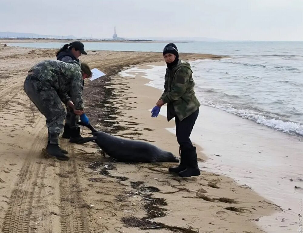 Число найденных мертвых тюленей на Каспии выросло до 850