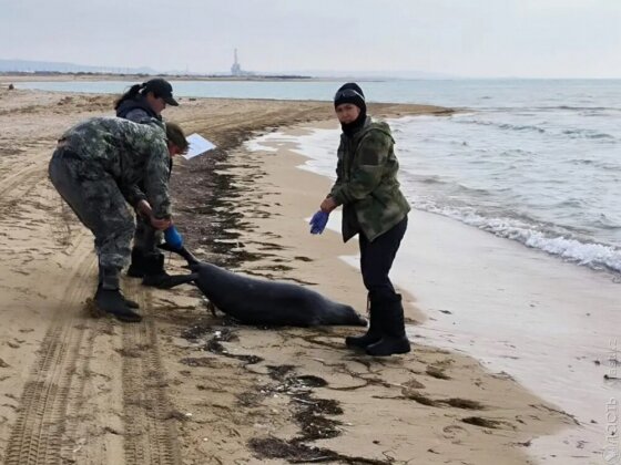 Число найденных мертвых тюленей на Каспии выросло до 850