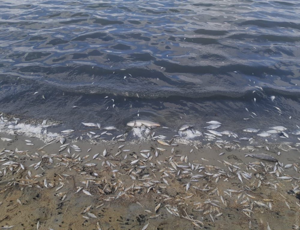 Свыше 6 тонн рыбы погибло в озере в Кызылординской области
