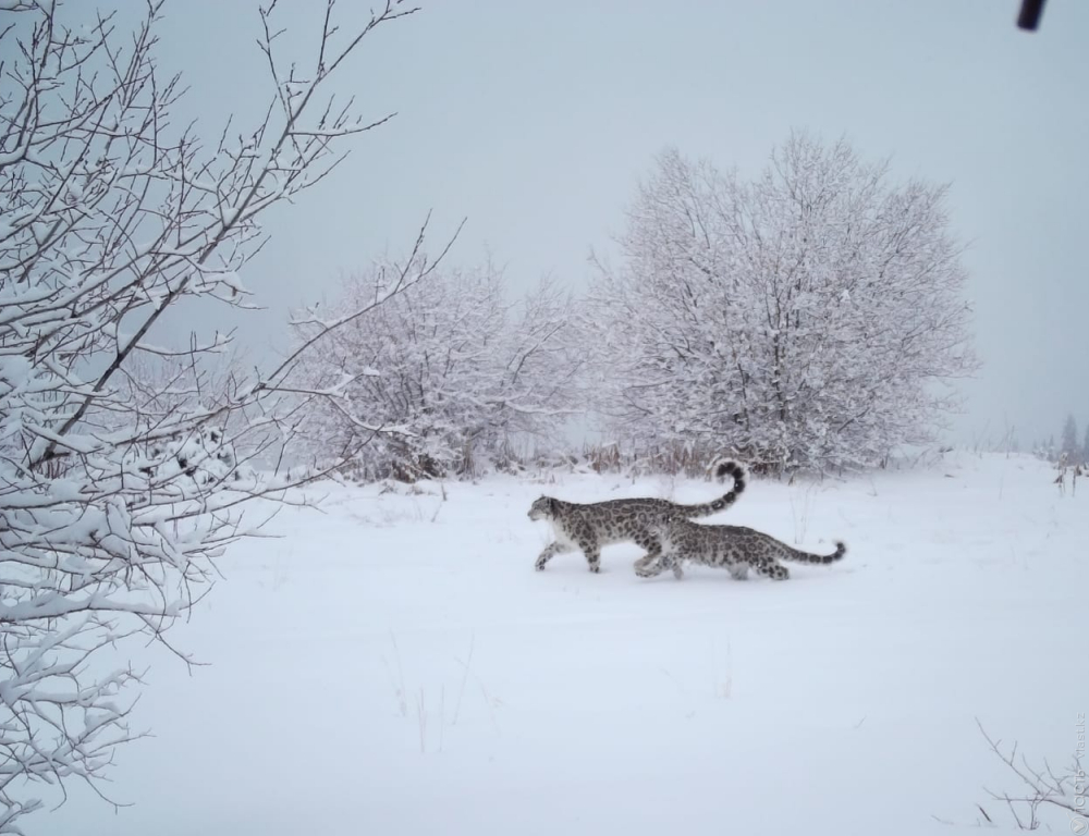 Фотоловушка на БАО засняла снежных барсов и тяньшанского бурого медведя 