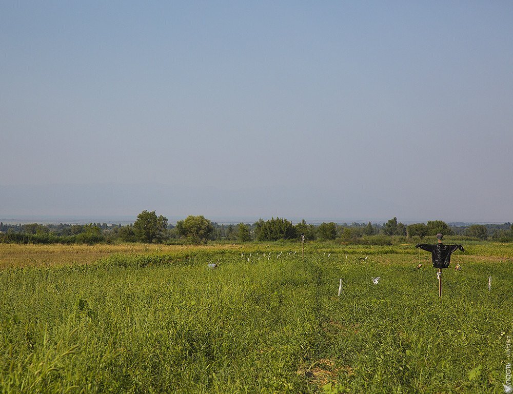 В Акмолинской области вернули государству более 30 тыс. га неиспользуемых сельхозземель