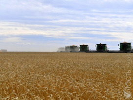 Более 20 млн тонн зерна намолочено в Казахстане – МСХ