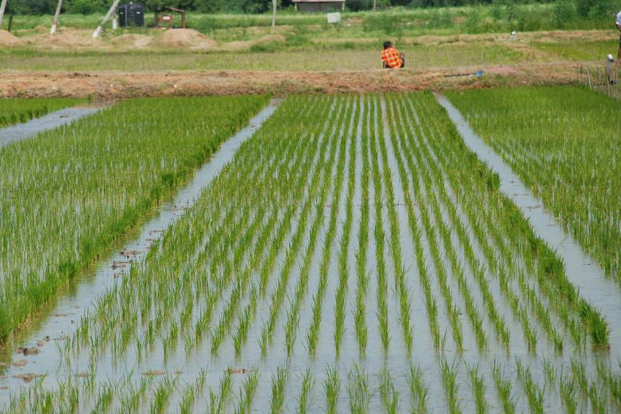 Новую программу развития рисовой отрасли разработают в Кызылординской области 