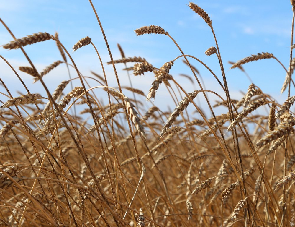 22,7 млн тонн зерна намолочено в Казахстане
