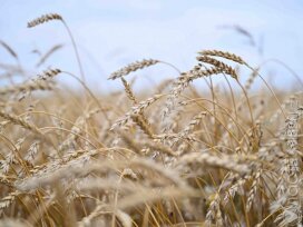 Свыше 20 млн тонн зерна ожидают собрать в Казахстане