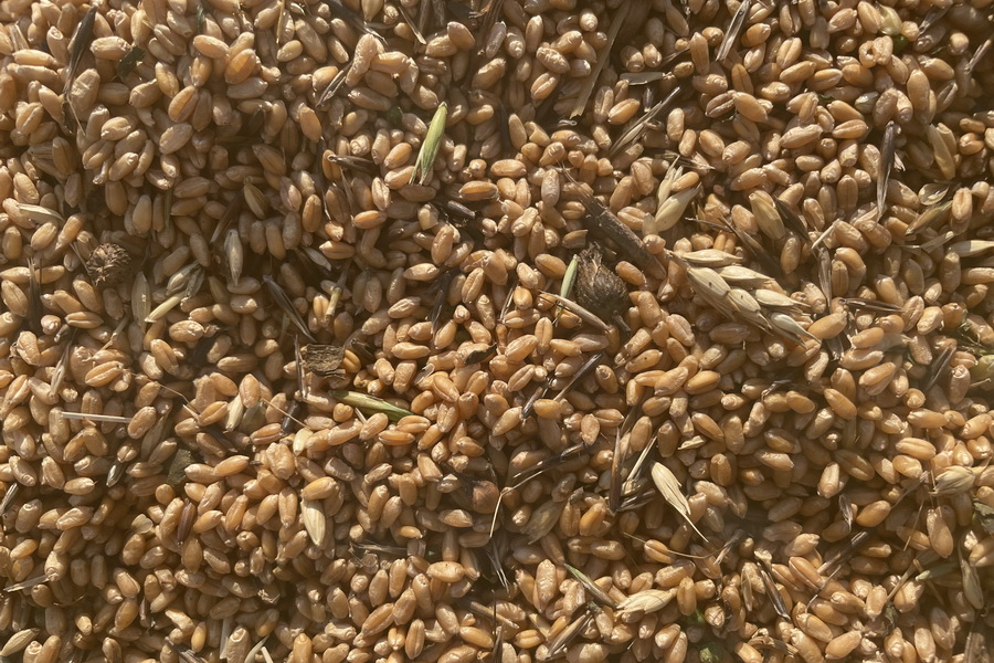 Минсельхоз ожидает урожай зерновых в этом году «на уровне среднегодовых объемов»