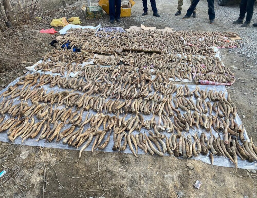 Почти 1,4 тыс. рогов сайгаков изъяли в Жаркенте