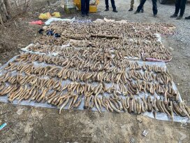 Почти 1,4 тыс. рогов сайгаков изъяли в Жаркенте