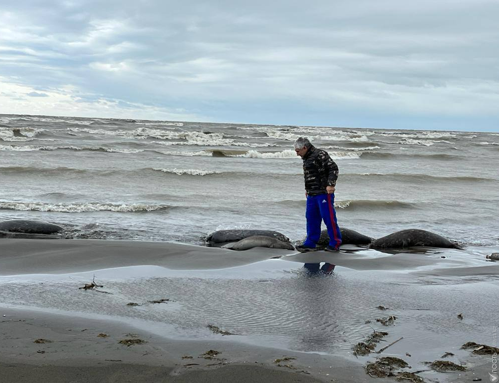 Сотни мертвых тюленей обнаружены на побережье Каспия в Туркменистане
