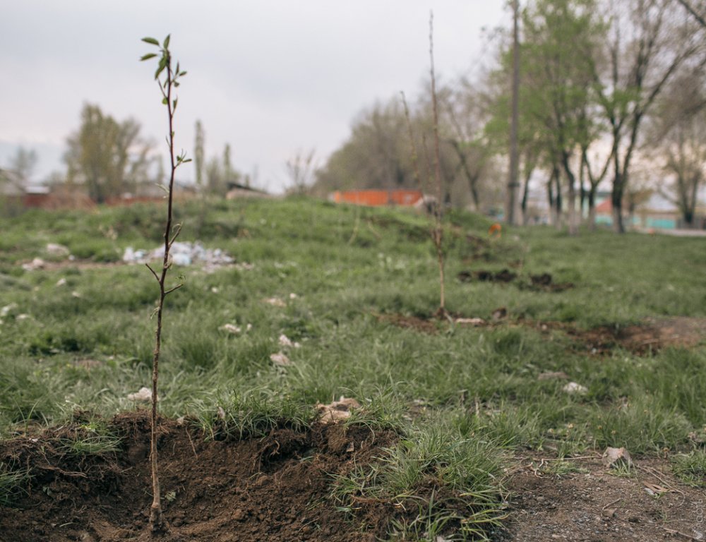 Сагинтаев предложил высадить в Алматы 1 млн деревьев