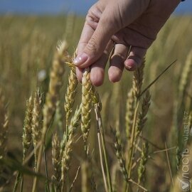 Урожай пшеницы на уровне 13-14 млн тонн ожидают в Минсельхозе 