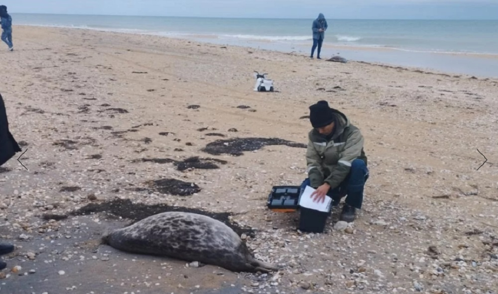 На Каспии вновь обнаружили более сотни мертвых тюленей