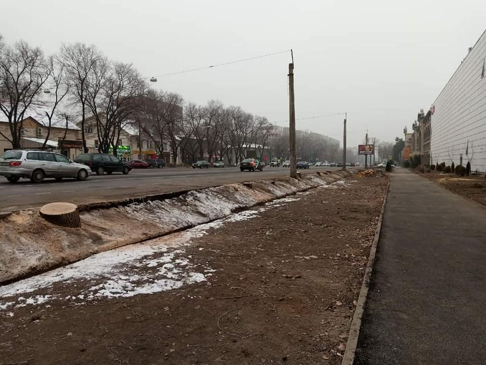 ​Токаев поручил начать расследование вырубки деревьев на улице Толе би в Алматы