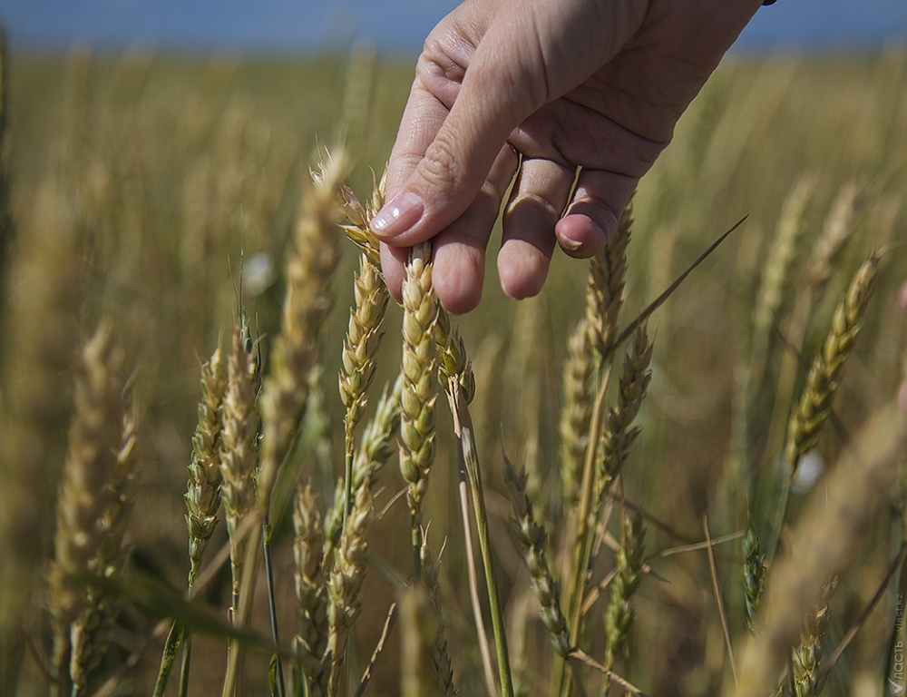 Минсельхоз ожидает урожай зерна на уровне 15-17 млн тонн