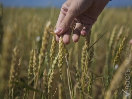 Минсельхоз ожидает урожай зерна на уровне 15-17 млн тонн