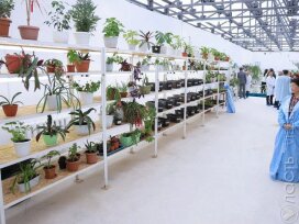 Арбузы и орхидеи планируют выращивать в подземной термос-теплице в Караганде