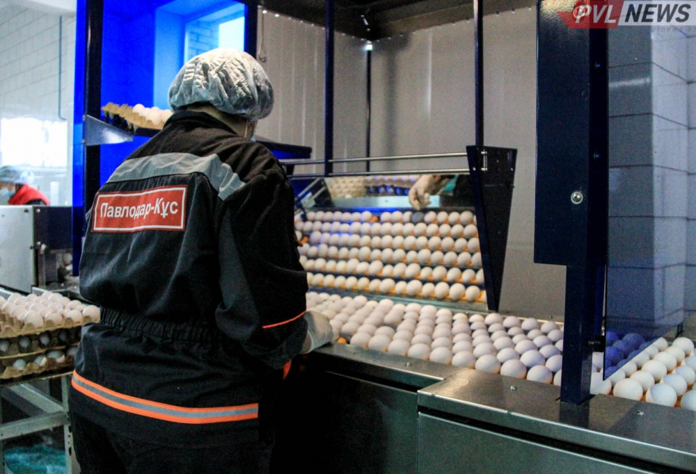 Антимонопольное ведомство заподозрило две птицефабрики Павлодарской области в ценовом сговоре