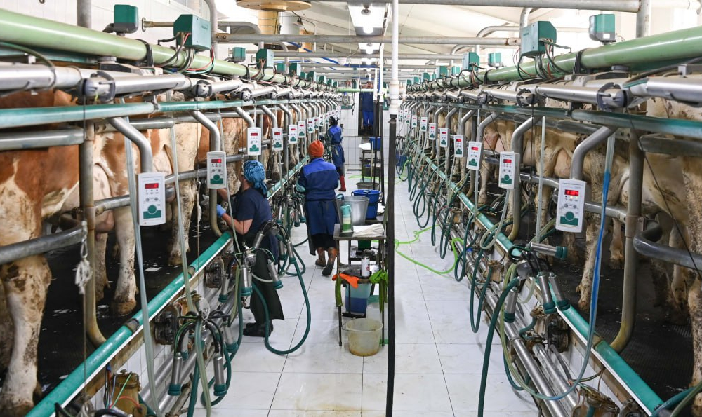 Казахстану нужно полностью перейти на самообеспечение отечественной молочной продукцией – Токаев