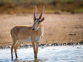 Порядка 196 тыс. сайгаков «изъято» из популяции в этом году – Минэкологии