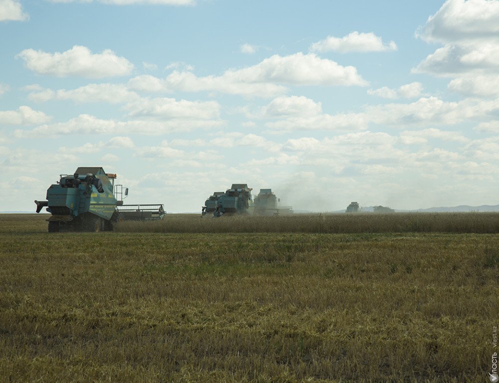 22,1 млн тонн зерна намолочено в Казахстане