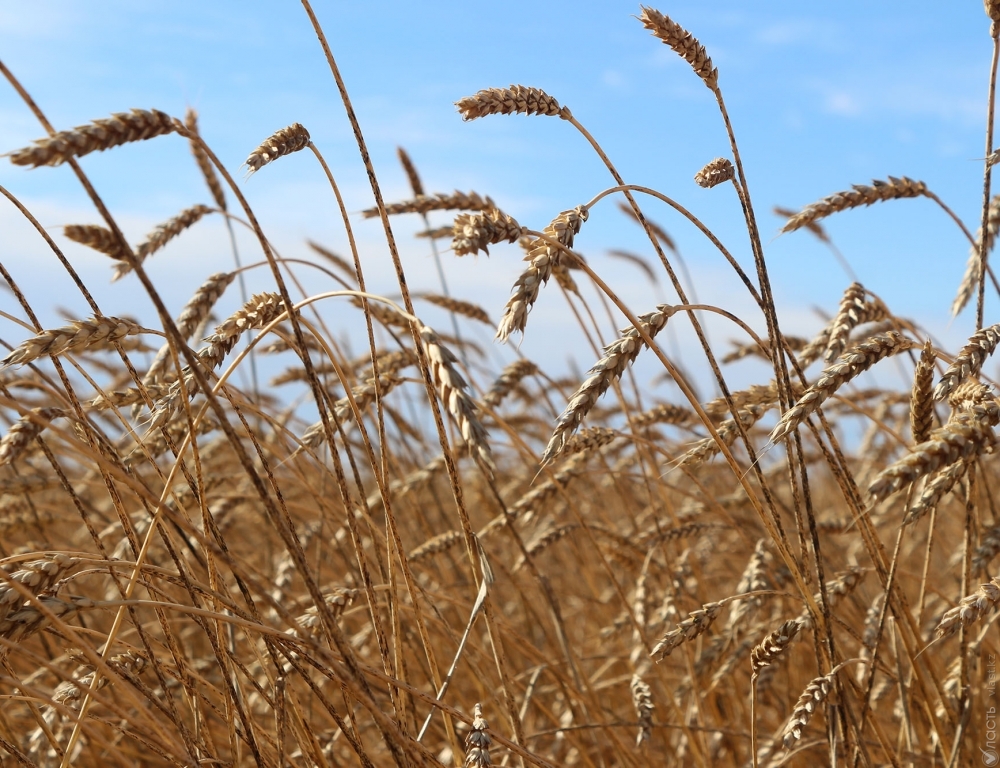 7,9 млн тонн составил экспорт зерновых в Казахстане